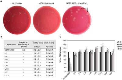 A hybrid receptor binding protein enables phage F341 infection of Campylobacter by binding to flagella and lipooligosaccharides